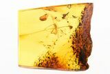 Fossil Assassin Bug (Reduviidae) & Spider Webs in Baltic Amber - Rare! #284591-1